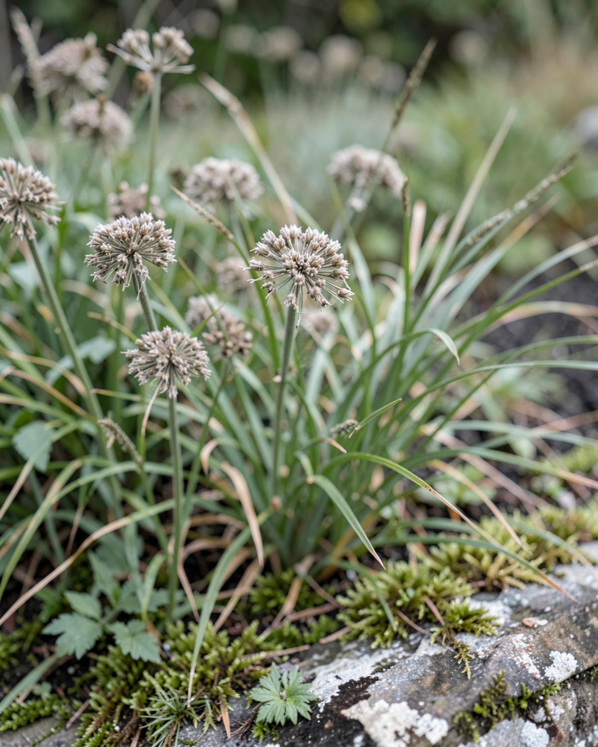 Seedhead Study — sustainable garden in Eastern Shore, MD